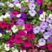 Petunia NC Draft Mix - Image 2